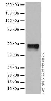 Western blot - Anti-C4 binding protein/C4BPB antibody [EPR17101] - BSA and Azide free (AB251274)