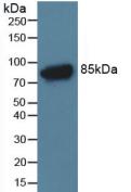 Western blot - Anti-C4a antibody (AB231090), expandable thumbnail