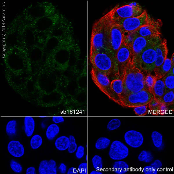 Immunocytochemistry/ Immunofluorescence - Anti-C4B-d / C4B-b antibody [EPR11203-27] - BSA and Azide free (AB250455)