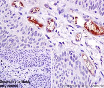 Immunohistochemistry (Formalin/PFA-fixed paraffin-embedded sections) - Anti-C4BPA antibody [EPR14780] - BSA and Azide free (AB251309)