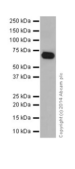 Western blot - Anti-C4BPA antibody [EPR14780] - BSA and Azide free (AB251309), expandable thumbnail