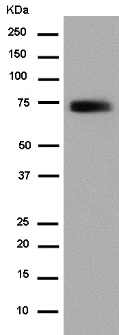 Western blot - Anti-C4BPA antibody [EPR14781(B)] - BSA and Azide free (AB250583)