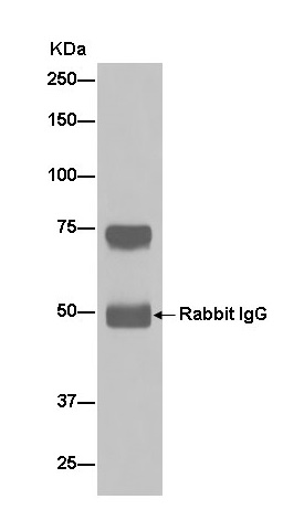 Immunoprecipitation - Anti-C4BPA antibody [EPR14781(B)] - C-terminal (AB182140)