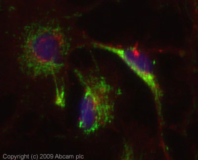 Immunocytochemistry/ Immunofluorescence - Anti-C4d antibody (AB87424)