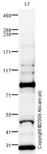 Western blot - Anti-C4d antibody (AB87424), expandable thumbnail