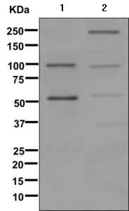 Western blot - Anti-C4d antibody [EPR11241] - BSA and Azide free (AB249589)
