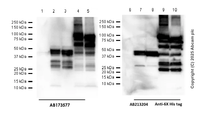 Western blot - Anti-C4d antibody [EPR2990(2)] - BSA and Azide free (AB249774)