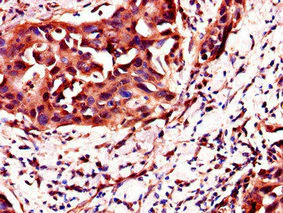 Immunohistochemistry (Formalin/PFA-fixed paraffin-embedded sections) - Anti-C4orf26 antibody (AB223071)