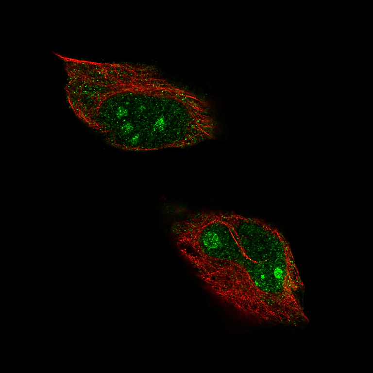 Immunocytochemistry/ Immunofluorescence - Anti-C4orf27 antibody (AB243827)