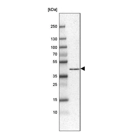 Western blot - Anti-C4orf27 antibody (AB243827)