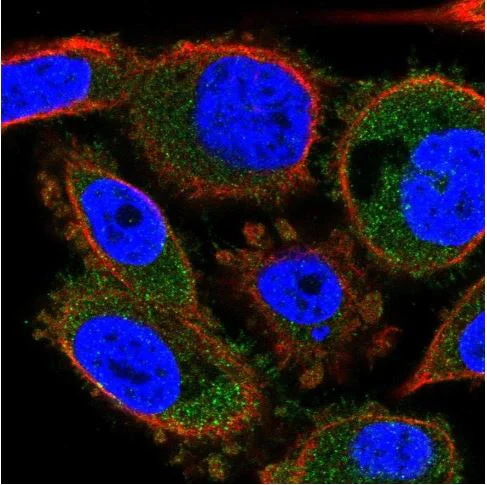 Immunocytochemistry/ Immunofluorescence - Anti-C4orf48 antibody (AB185315)