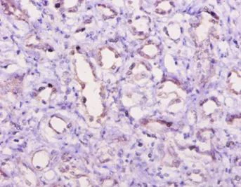 Immunohistochemistry (Formalin/PFA-fixed paraffin-embedded sections) - Anti-C5 antibody (AB193295)