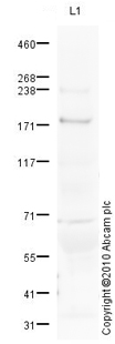 Western blot - Anti-C5 antibody (AB66854)