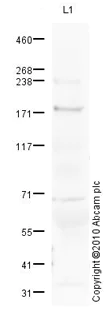 Western blot - Anti-C5 antibody (AB66854)