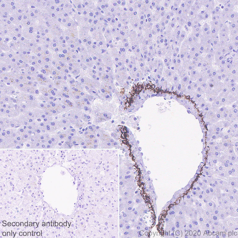 Immunohistochemistry (Formalin/PFA-fixed paraffin-embedded sections) - Anti-C5 / C5b antibody [EPR23940-3] - BSA and Azide free (AB275933)