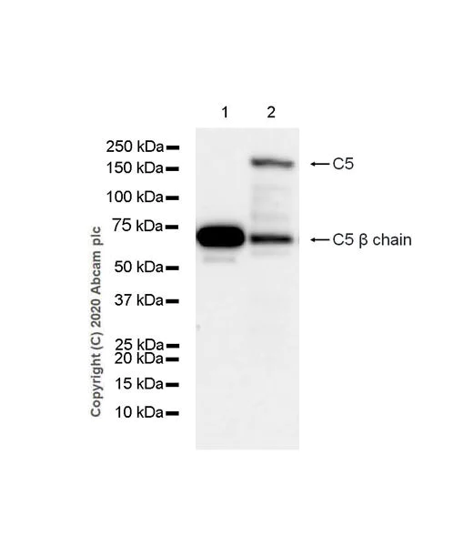 Western blot - Anti-C5 / C5b antibody [EPR23940-3] - BSA and Azide free (AB275933)