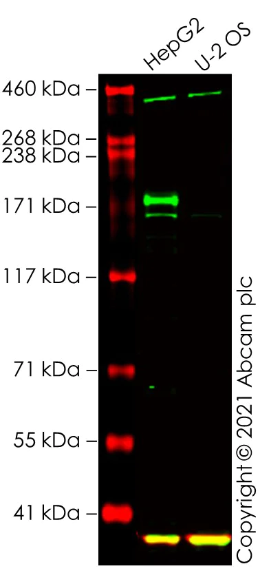Western blot - Anti-C5 / C5b antibody [EPR23940-3] - BSA and Azide free (AB275933)