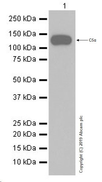 Western blot - Anti-C5a antibody [EPR19699-24] (AB202039)