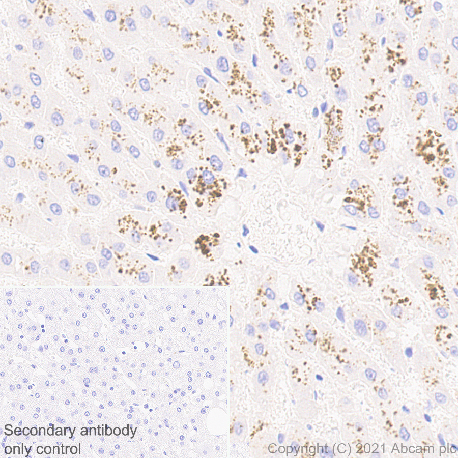 Immunohistochemistry (Formalin/PFA-fixed paraffin-embedded sections) - Anti-C5a antibody [EPR24303-10] - BSA and Azide free (AB281943), expandable thumbnail