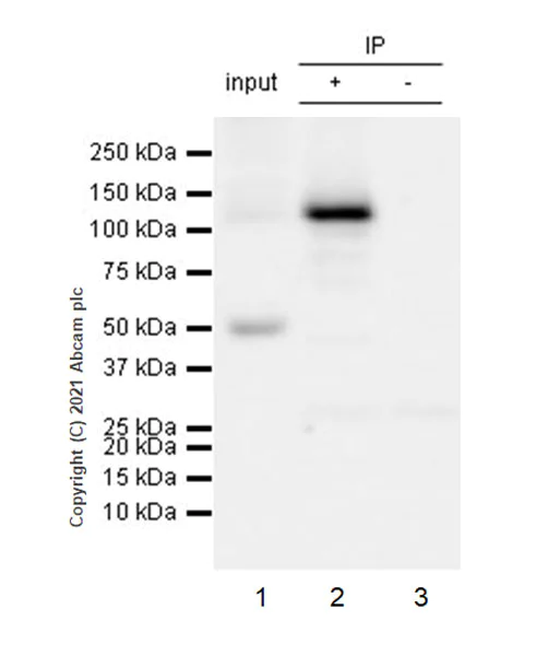 Immunoprecipitation - Anti-C5a antibody [EPR24303-10] - BSA and Azide free (AB281943)