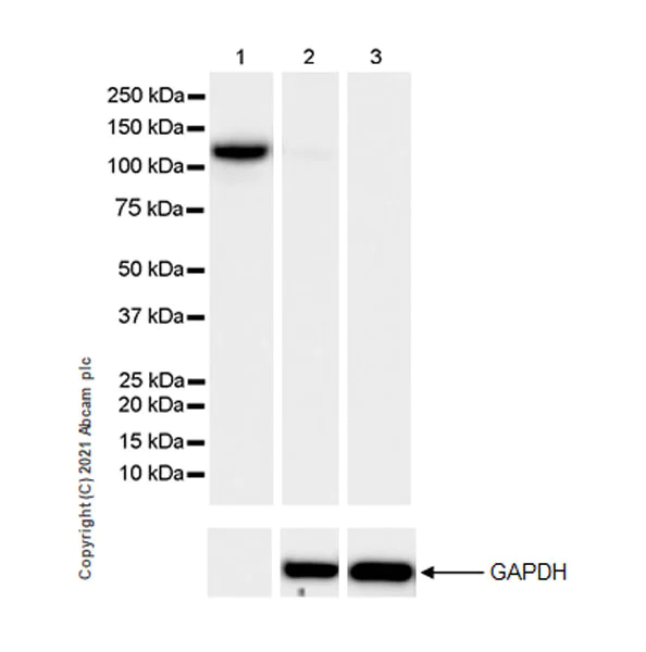 Western blot - Anti-C5a antibody [EPR24303-10] - BSA and Azide free (AB281943)