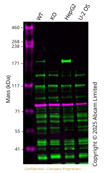 Western blot - Anti-C5a antibody [EPR24303-10] - BSA and Azide free (ab281943), expandable thumbnail