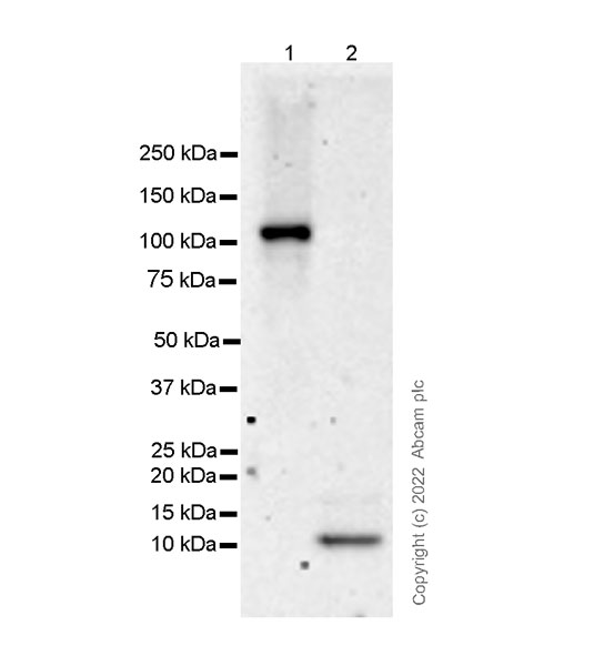 Western blot - Anti-C5a / C5a des Arg antibody [C17/5] (AB303662), expandable thumbnail