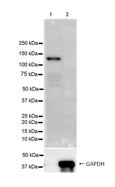 Western blot - Anti-C5a / C5a des Arg antibody [C17/5] - BSA and Azide Free (AB303663)