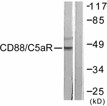 Western blot - Anti-C5a-R antibody (AB59390), expandable thumbnail