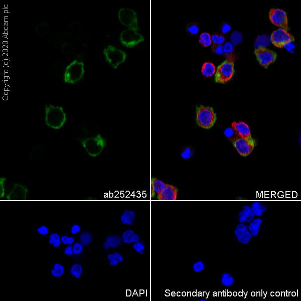 Immunocytochemistry/ Immunofluorescence - Anti-C5a-R antibody [EPR23278-117] (AB252435)