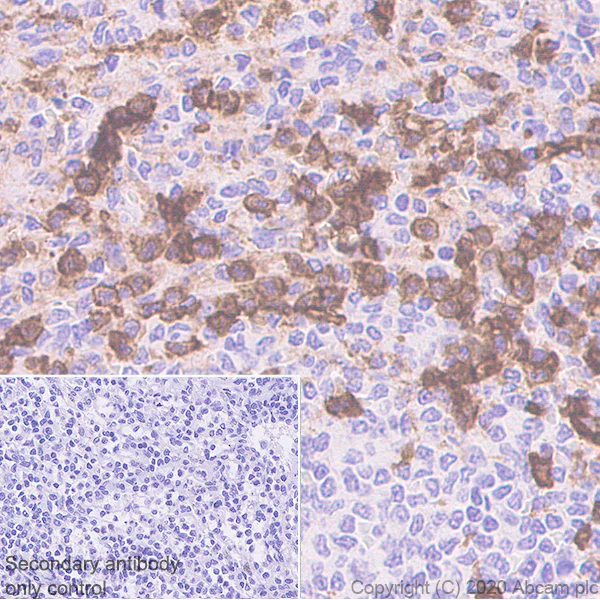 Immunohistochemistry (Formalin/PFA-fixed paraffin-embedded sections) - Anti-C5a-R antibody [EPR23278-117] (AB252435)