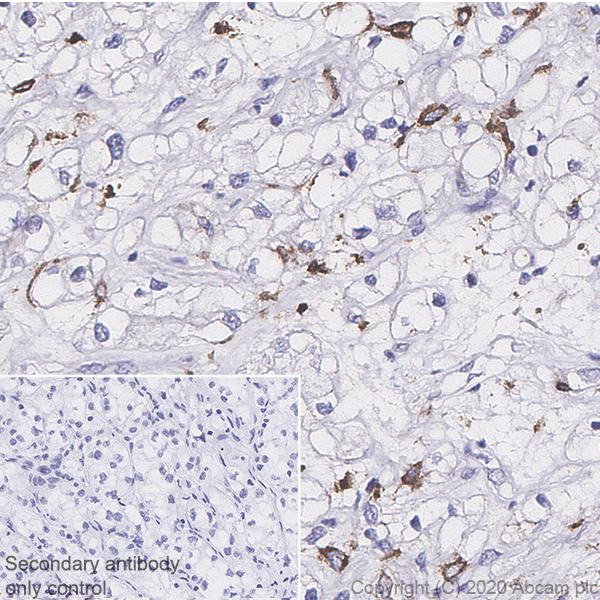 Immunohistochemistry (Formalin/PFA-fixed paraffin-embedded sections) - Anti-C5a-R antibody [EPR23278-117] (AB252435)