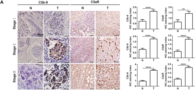 Immunohistochemistry - Anti-C5b-9 antibody (AB55811)