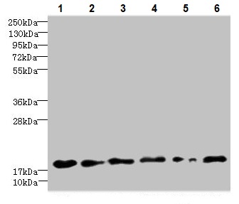Western blot - Anti-C5orf24 antibody (AB235404), expandable thumbnail