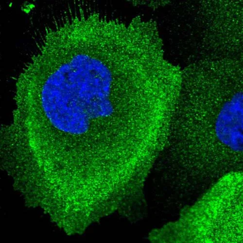 Immunocytochemistry/ Immunofluorescence - Anti-C5orf45 antibody (AB150917)