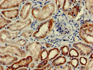 Immunohistochemistry (Formalin/PFA-fixed paraffin-embedded sections) - Anti-C6 antibody (AB229992)