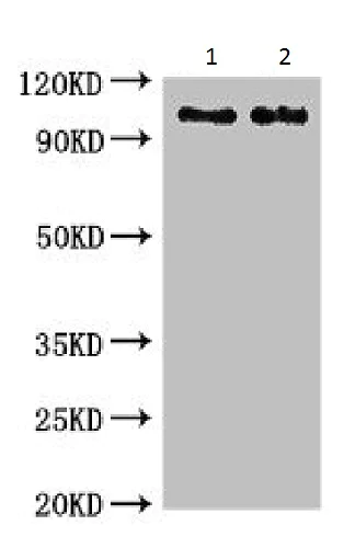 Western blot - Anti-C6 antibody (AB229992)
