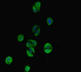 Immunocytochemistry/ Immunofluorescence - Anti-C6ORF10 antibody (AB222839)