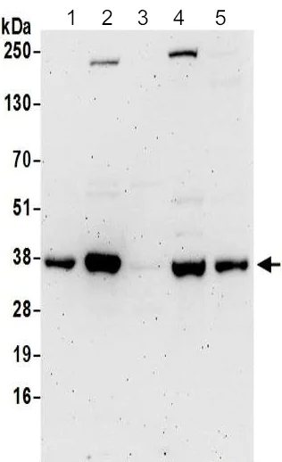 Western blot - Anti-C6orf106 antibody (AB195313)