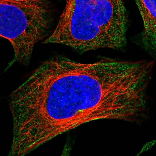 Immunocytochemistry/ Immunofluorescence - Anti-C6orf129 antibody (AB126337), expandable thumbnail