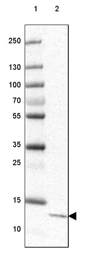 Western blot - Anti-C6orf129 antibody (AB126337)