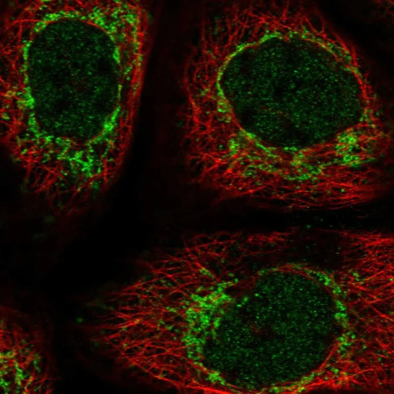 Immunocytochemistry - Anti-C6orf57 antibody (AB122196)