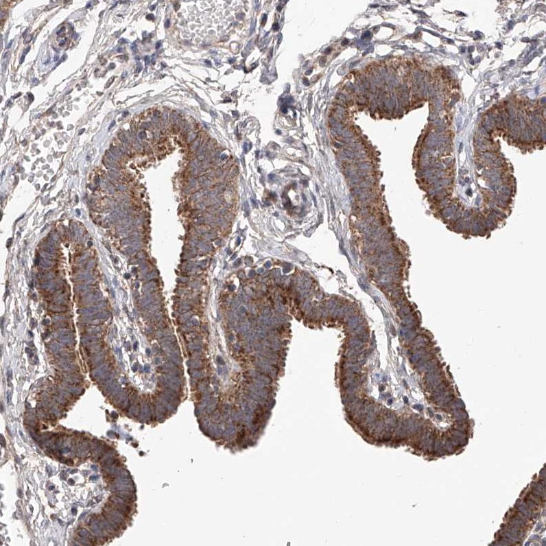 Immunohistochemistry (Formalin/PFA-fixed paraffin-embedded sections) - Anti-C6orf57 antibody (AB122196), expandable thumbnail