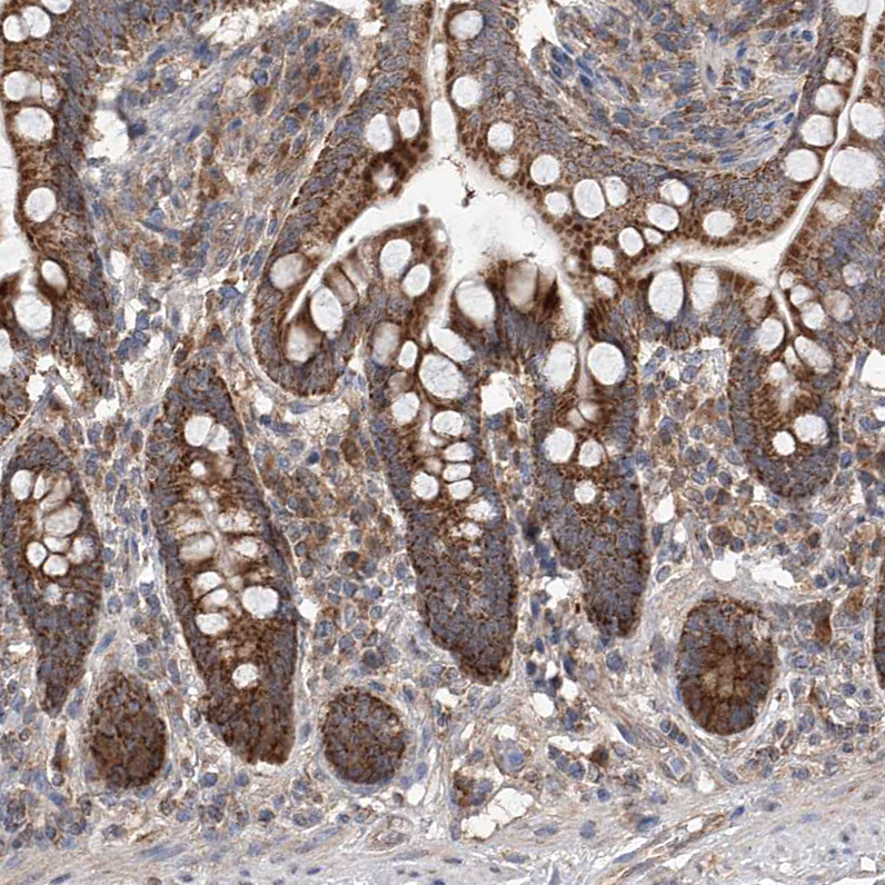 Immunohistochemistry (Formalin/PFA-fixed paraffin-embedded sections) - Anti-C6orf57 antibody (AB122196), expandable thumbnail