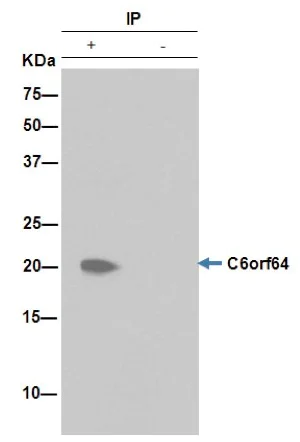 Immunoprecipitation - Anti-C6orf64 antibody [EPR15780] - BSA and Azide free (AB251004)