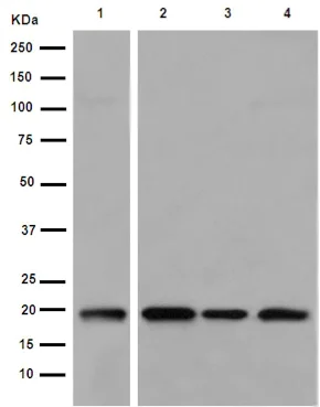 Western blot - Anti-C6orf64 antibody [EPR15780] - BSA and Azide free (AB251004)