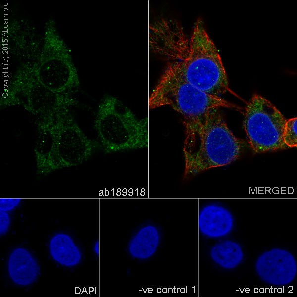 Immunocytochemistry/ Immunofluorescence - Anti-C6orf64 antibody [EPR15780] - C-terminal (AB189918), expandable thumbnail