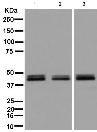 Western blot - Anti-C6orf89 antibody [EPR13621] - BSA and Azide free (AB250327)
