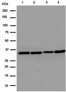 Western blot - Anti-C7orf42 antibody [EPR15381] (AB185948)
