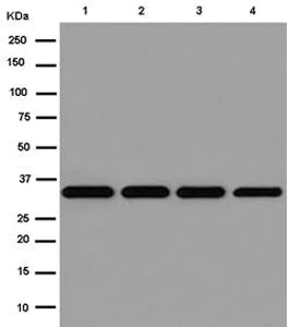 Western blot - Anti-C7orf42 antibody [EPR15381] (AB185948)
